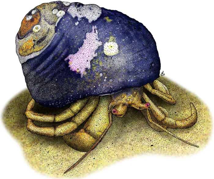 Framed Print : Maroon Hermit Crab Framed Print : Maroon Hermit Crab