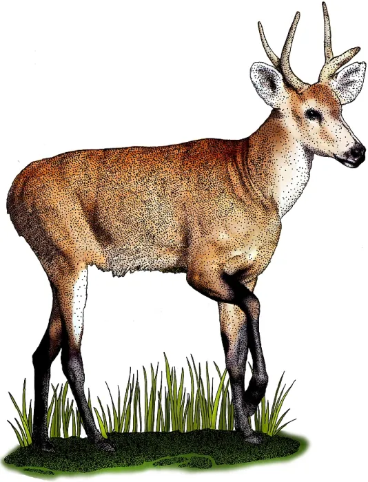 Framed Print : Marsh Deer