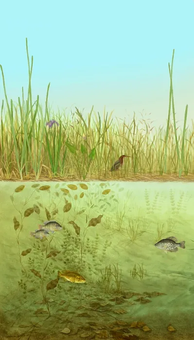 Framed Print : Marsh LIfe, Illustration Framed Print : Marsh LIfe, Illustration