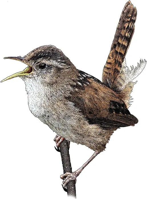Framed Print : Marsh Wren, Illustration Framed Print : Marsh Wren, Illustration
