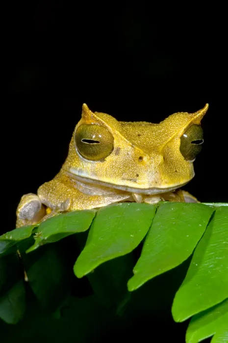 Framed Print : Marsupial Frog