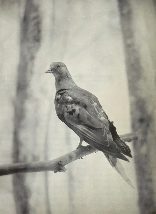 Framed Print : Martha, Last Known Passenger Pigeon Framed Print : Martha, Last Known Passenger Pigeon