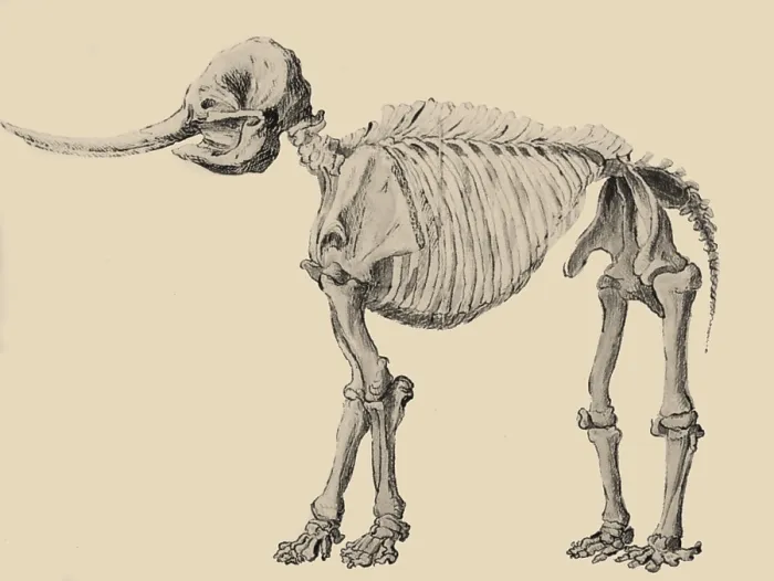 Framed Print : Mastodon Skeleton Framed Print : Mastodon Skeleton