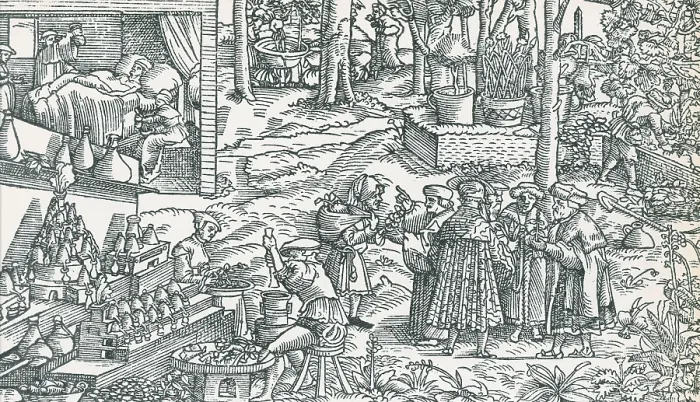 Framed Print : Medical Herb Cultivation, 16th Century Framed Print : Medical Herb Cultivation, 16th Century