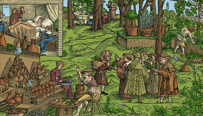 Framed Print : Medical Herb Cultivation, 16th Century Framed Print : Medical Herb Cultivation, 16th Century
