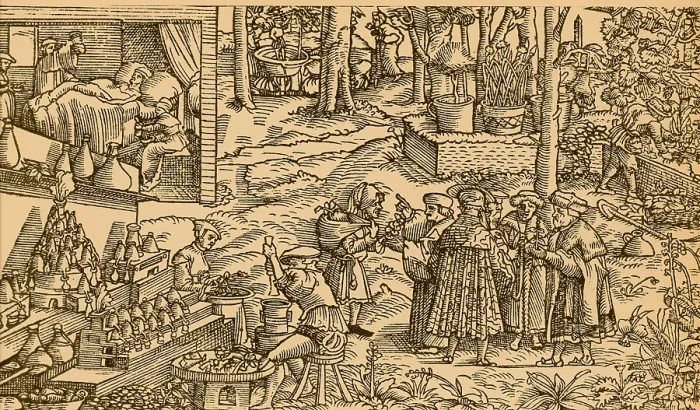Framed Print : Medical Herb Cultivation, 16th Century