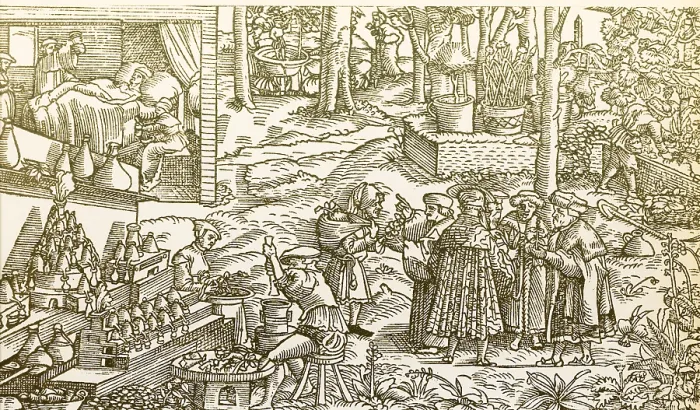 Framed Print : Medical Herb Cultivation, 16th Century Framed Print : Medical Herb Cultivation, 16th Century