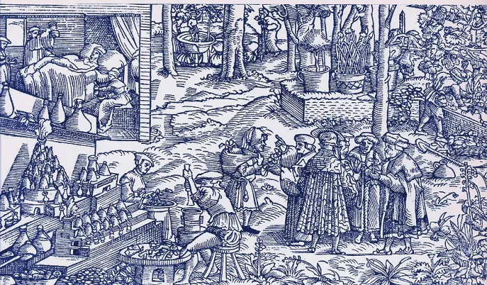 Framed Print : Medical Herb Cultivation, 16th Century Framed Print : Medical Herb Cultivation, 16th Century