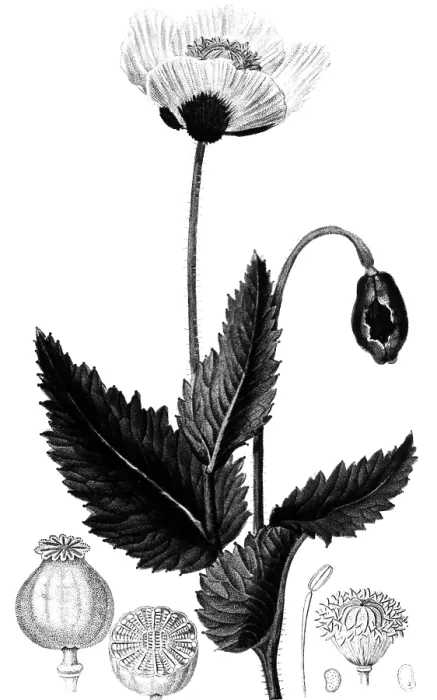 Framed Print : Medicinal Plant, Poppy, 1815 Framed Print : Medicinal Plant, Poppy, 1815