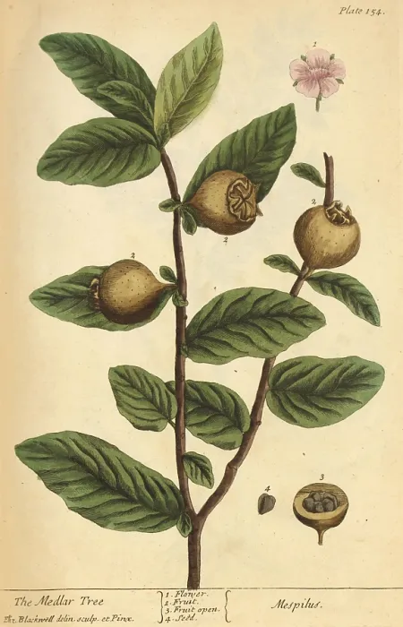 Framed Print : Medlar Tree, Medicinal Plant, 1737