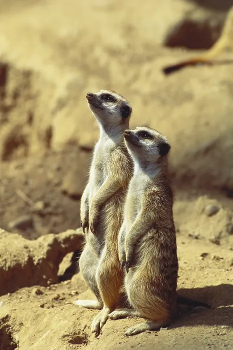 Framed Print : Two Meerkats Framed Print : Two Meerkats