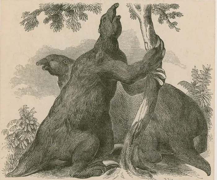 Framed Print : Megatherium, Cenozoic Mammal Framed Print : Megatherium, Cenozoic Mammal