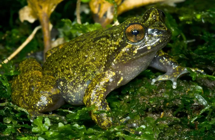 Framed Print : Mehuin Green Frog