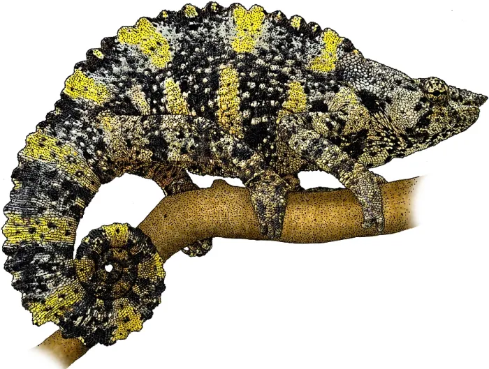 Framed Print : Mellers Chameleon Framed Print : Mellers Chameleon
