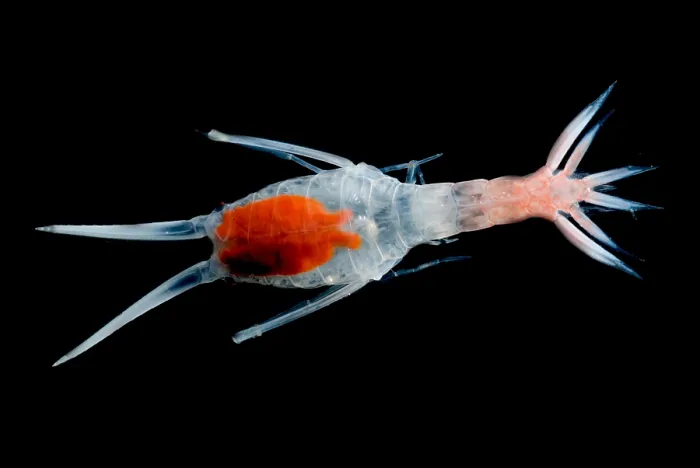 Framed Print : Mesopelagic Amphipod Framed Print : Mesopelagic Amphipod