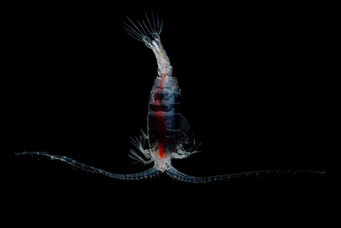 Framed Print : Mesopelagic Copepod