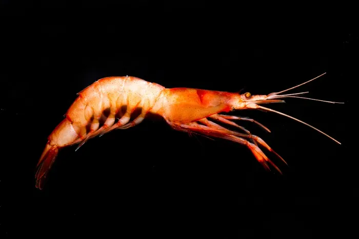Framed Print : Mesopelagic Crustacean (Pasiphae princeps) Framed Print : Mesopelagic Crustacean (Pasiphae princeps)