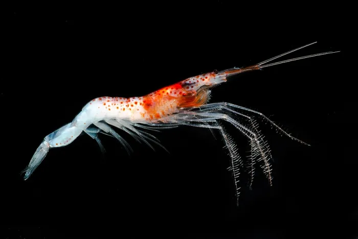 Framed Print : Mesopelagic Crustacean (Sergestes sp.) Framed Print : Mesopelagic Crustacean (Sergestes sp.)