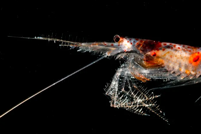 Framed Print : Mesopelagic Crustacean (Sergestes sp.) Framed Print : Mesopelagic Crustacean (Sergestes sp.)