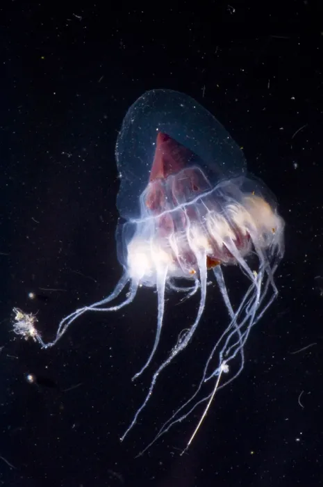 Framed Print : Mesopelagic Jellyfish Framed Print : Mesopelagic Jellyfish