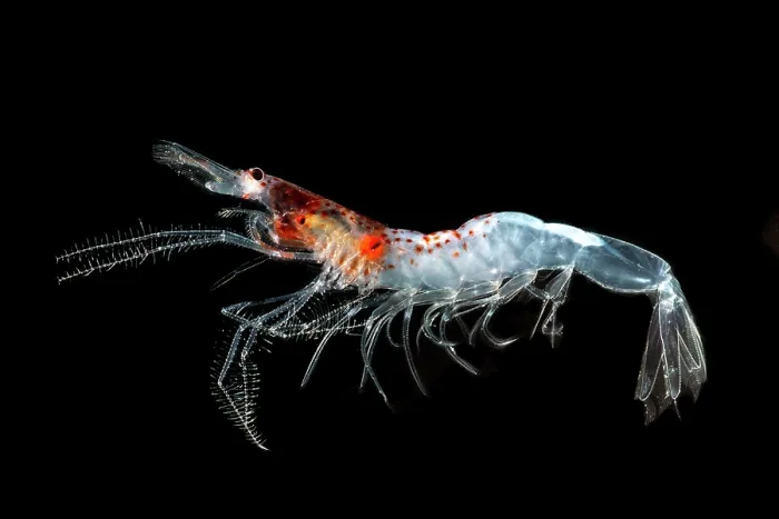 Framed Print : Mesopelagic shrimp (Sergestes henseni) Framed Print : Mesopelagic shrimp (Sergestes henseni)
