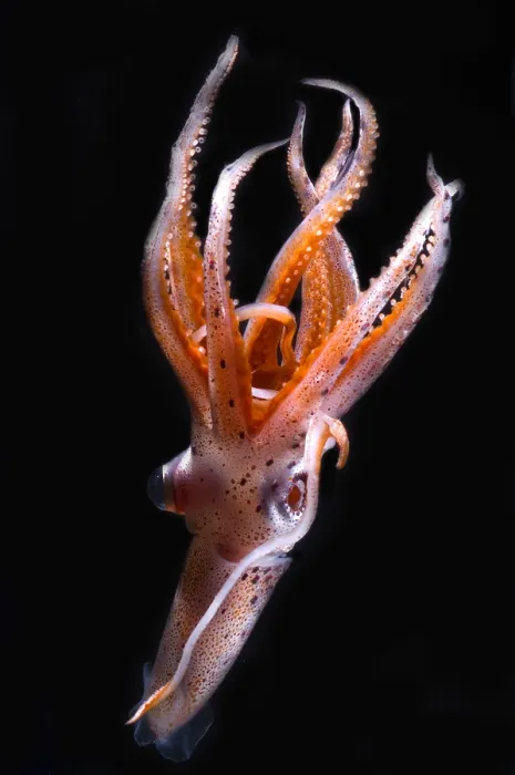 Framed Print : Mesopelagic Squid Framed Print : Mesopelagic Squid