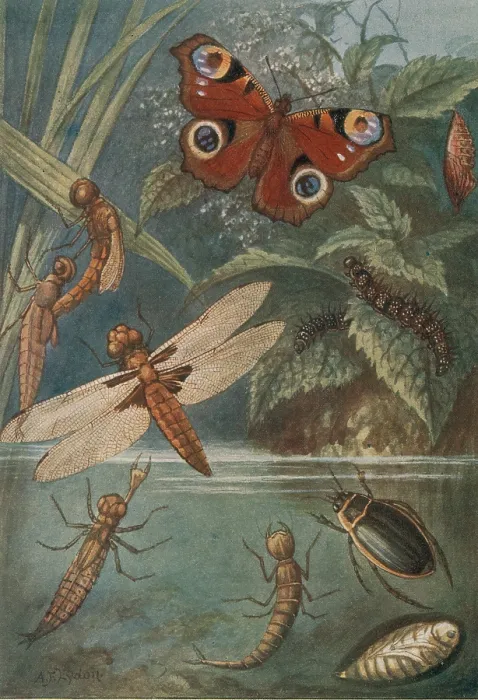 Framed Print : Metamorphoses, Life Cycle of Insects Framed Print : Metamorphoses, Life Cycle of Insects