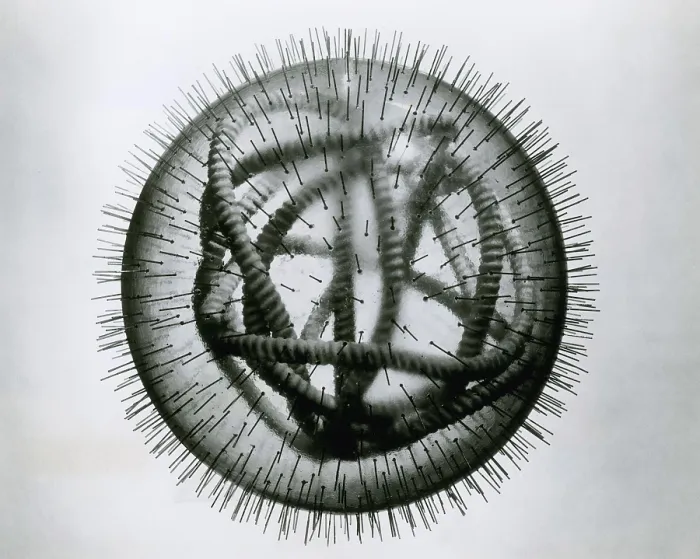 Framed Print : MeV, Measles Virus Framed Print : MeV, Measles Virus
