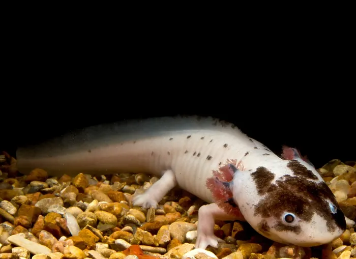 Framed Print : Mexican Axolotl