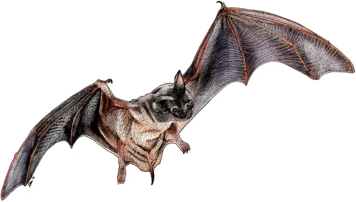 Framed Print : Mexican Free-tailed Bat, Illustration