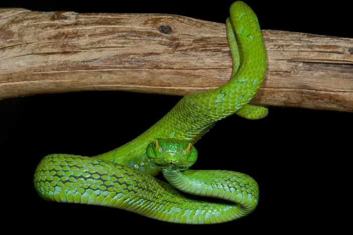 Framed Print : Mexican Palm Viper
