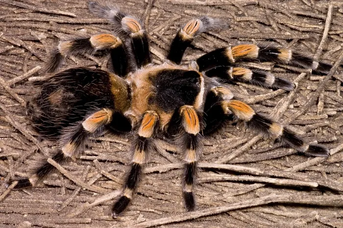 Framed Print : Mexican Red-Legged Tarantula