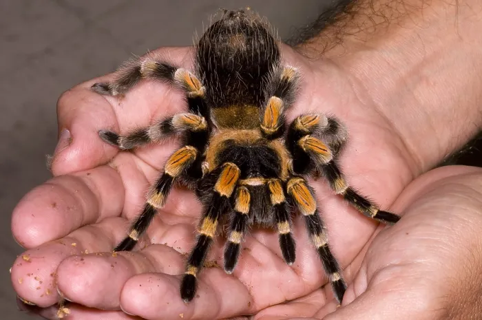 Framed Print : Mexican Red-Legged Tarantula