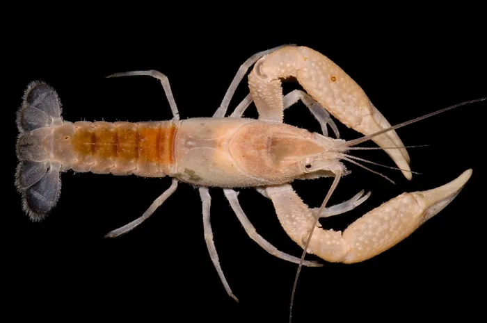 Framed Print : Miami Cave Crayfish