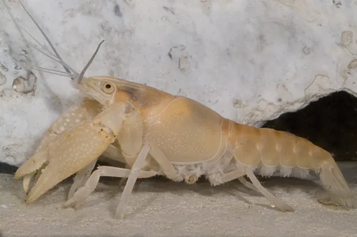 Framed Print : Miami Cave Crayfish Framed Print : Miami Cave Crayfish