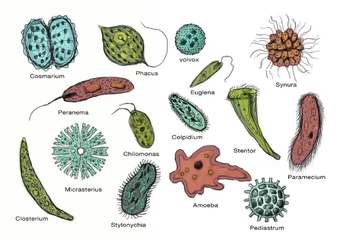 Framed Print : Microorganisms, Illustration Framed Print : Microorganisms, Illustration