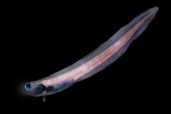 Framed Print : Midwater Eelpout Framed Print : Midwater Eelpout