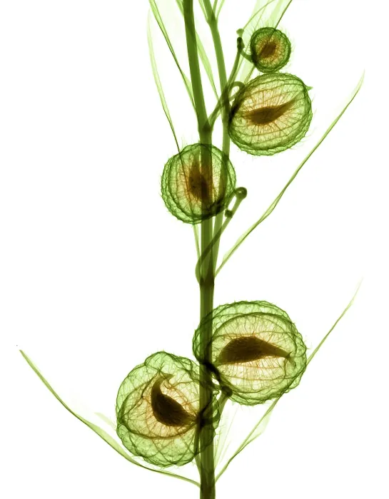 Framed Print : Milkweed, Gomphocarpus physocarpus, X-ray Framed Print : Milkweed, Gomphocarpus physocarpus, X-ray