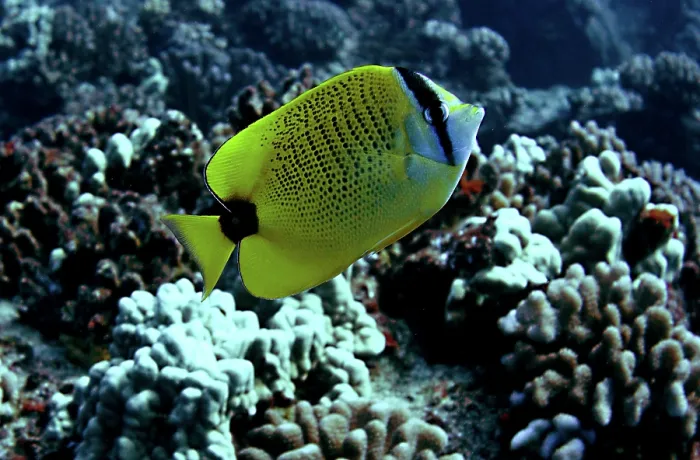 Framed Print : Millet Butterflyfish (Chaetodon miliaris) Framed Print : Millet Butterflyfish (Chaetodon miliaris)