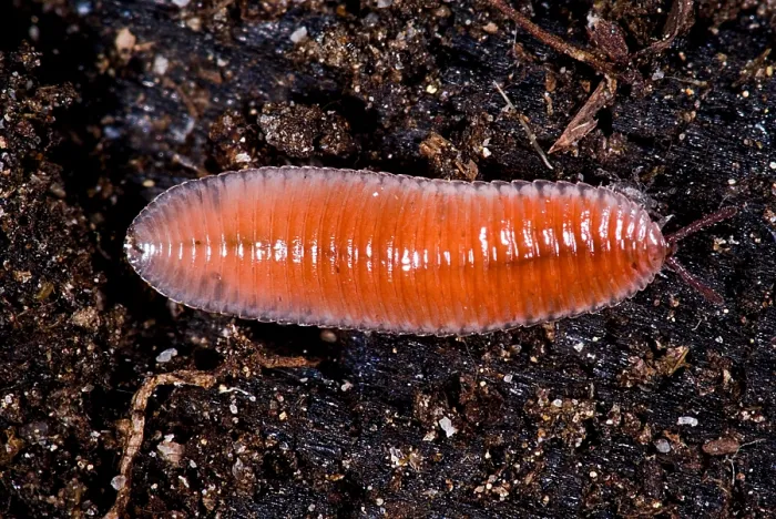 Framed Print : Millipede. Bdellozonium cerviculatum, a leaf litter dwelling millipede Framed Print : Millipede. Bdellozonium cerviculatum, a leaf litter dwelling millipede