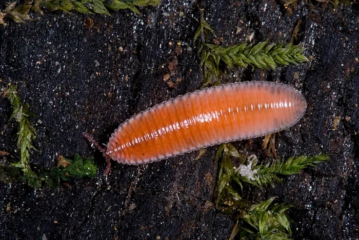 Framed Print : Millipede. Bdellozonium cerviculatum, a leaf litter dwelling millipede