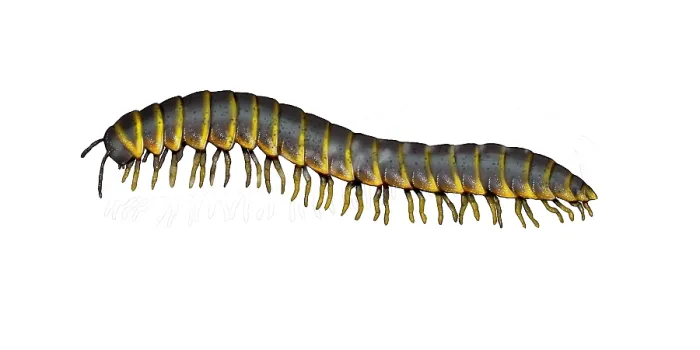 Framed Print : Millipede (Apheloria virginiensis) Framed Print : Millipede (Apheloria virginiensis)