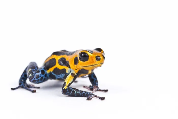 Framed Print : Mimic poison dart frog Framed Print : Mimic poison dart frog