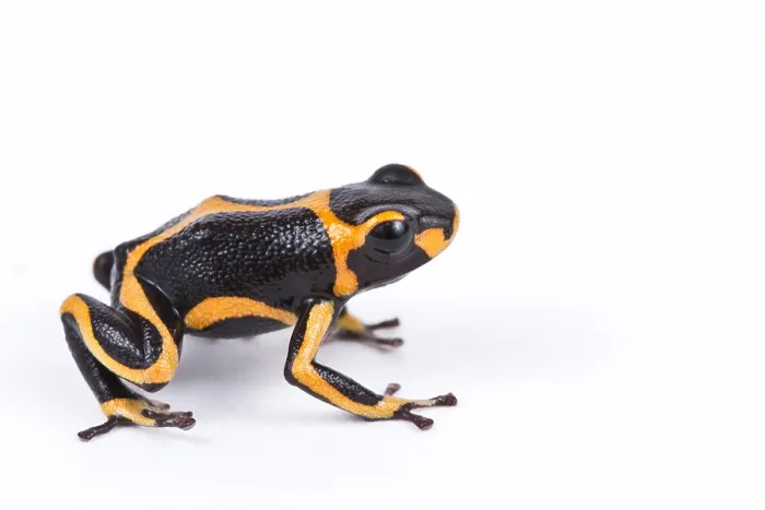 Framed Print : Mimic poison dart frog