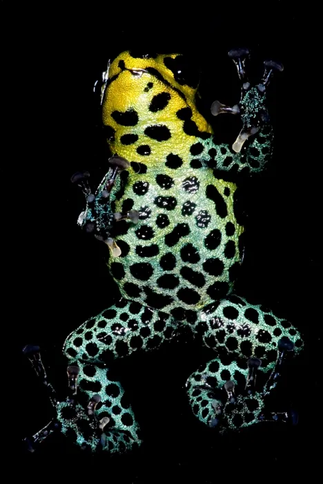Framed Print : Mimic Poison Frog