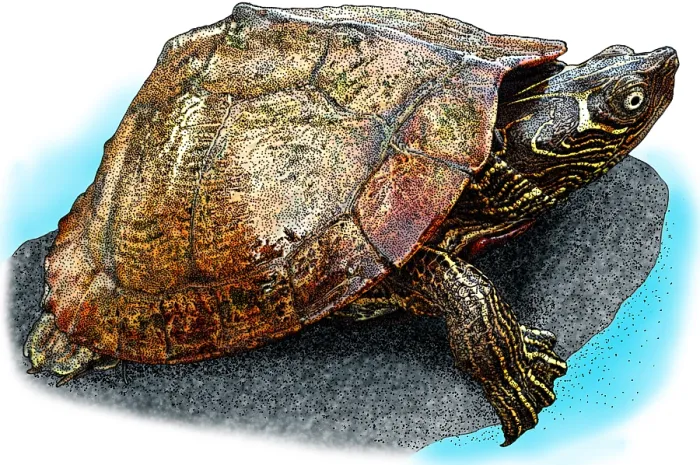 Framed Print : Mississippi Map Turtle Framed Print : Mississippi Map Turtle