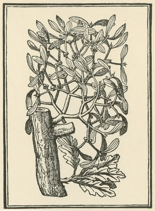 Framed Print : Mistletoe, Alchemy Plant Framed Print : Mistletoe, Alchemy Plant