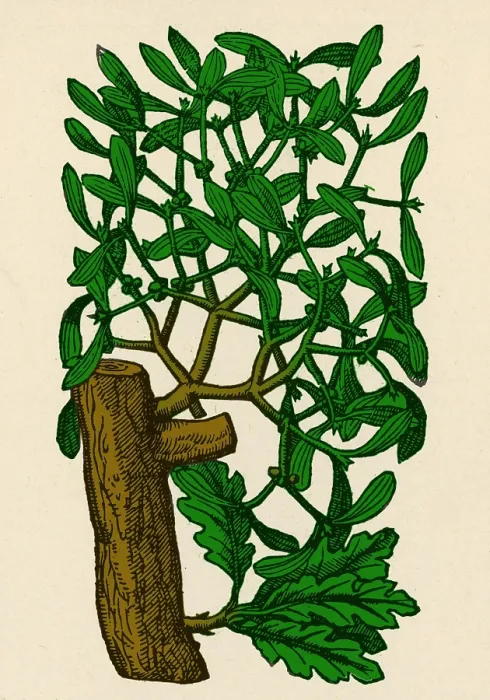 Framed Print : Mistletoe, Alchemy Plant Framed Print : Mistletoe, Alchemy Plant