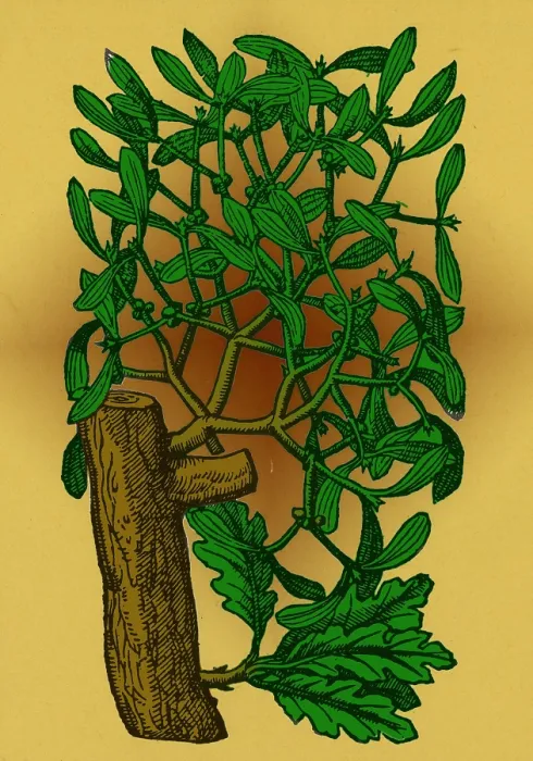 Framed Print : Mistletoe, Alchemy Plant Framed Print : Mistletoe, Alchemy Plant