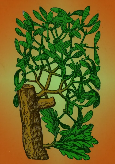 Framed Print : Mistletoe, Alchemy Plant Framed Print : Mistletoe, Alchemy Plant